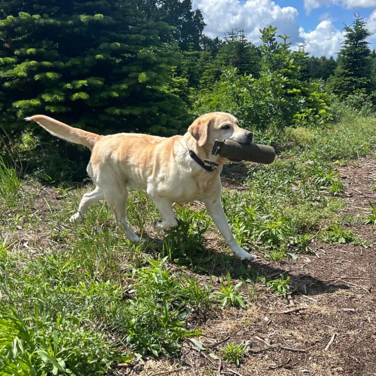 Hund beim Dummytraining Hund apportiert Dummy Retriever beim Apportieren Dummyarbeit im Gelände Mantrailing im Wald