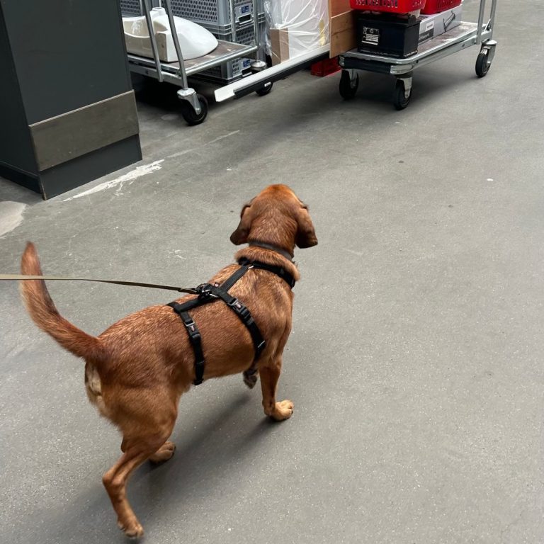 Hund beim Mantrailing